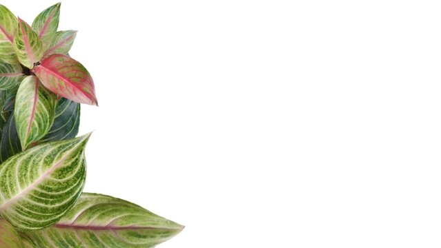 aglonema leaf photo overlay, spring summer photo frame, white background aglonema, png
