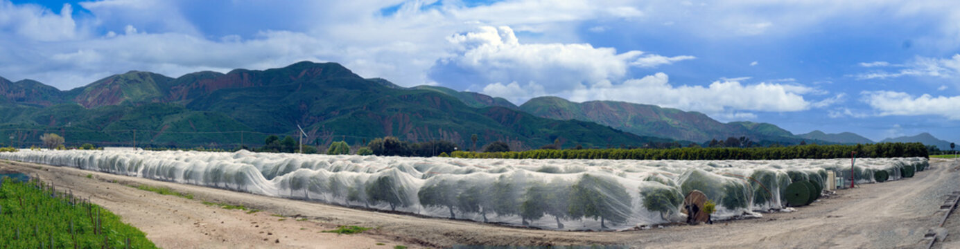 Panorama Of Farming Citrus Orchard Covered In Nets To Prevent Pollination From Bees And Damage Of Frost To Trees In Valley Fillmore California