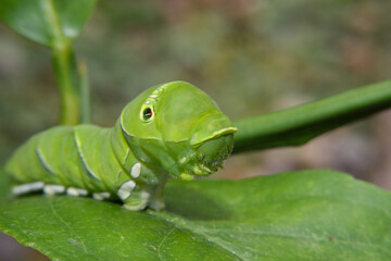 close up of Chinese swallowtail caterpillar on a leaf with head slightly raised