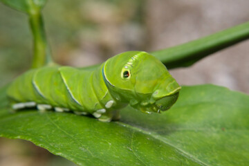 Close up of Chinese swallowtail caterpillar on a leaf