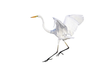 Beautiful of Eastern great egret flying isolated on transparent background png file