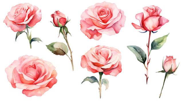 Set Red Rose, Beautiful Flower On An Isolated White Background, Watercolor Vector Illustration, Botanical Painting