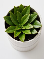 The Best Indoor Plants for Clean Air