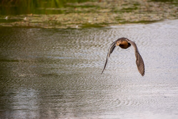 Female Mallard in flight over a pond