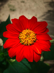 red flower in garden 