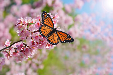 Monarch butterfly on a flower