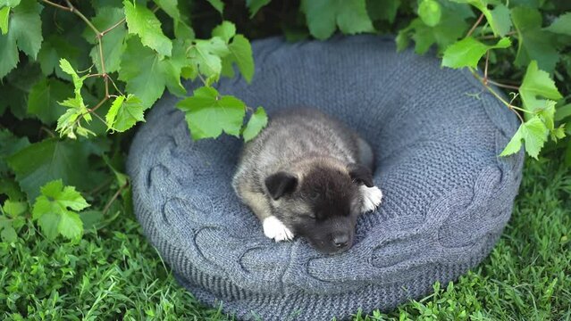Funny little American Akita puppy in a basket standing on the grass in the garden in the summer. High quality 4k footage