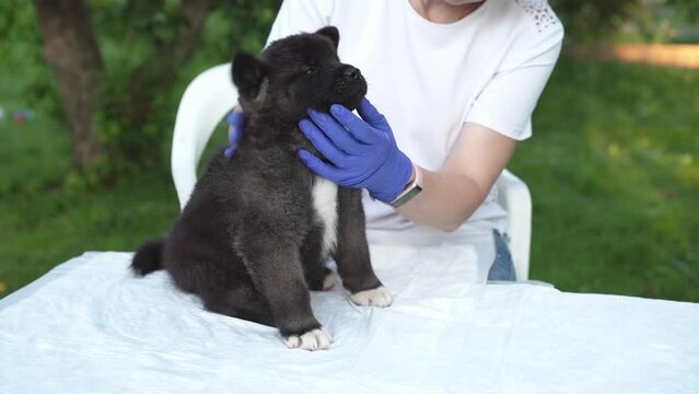 A caring veterinarian carefully examines a cute one month old American Akita puppy. High quality 4k footage. 