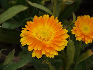 Calendula officinalis.