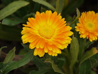 Calendula officinalis.