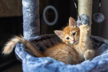 The red kitten is playing with ball on a string in basket of cat tree. Cut cat very playful spend funny time.	
