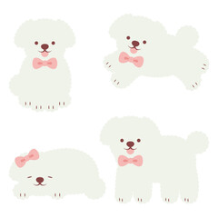 a set of white Toy Poodles for banners, cards, flyers, social media wallpapers, etc.