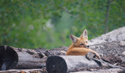 Red fox looking over its shoulder