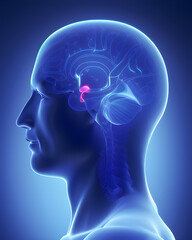 Obraz premium The Human Pituitary gland