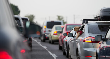 traffic congestion. puppy coming out of the window of a car parked in a crowded lot.