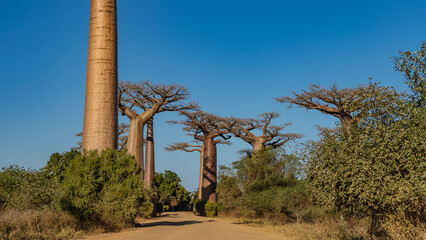 Beautiful tall baobabs grow in a row along a dirt road. Fancy branches of crowns against a clear...