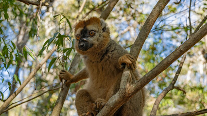 A charming Common brown lemur Eulemur albifrons    is sitting on the branches of a tree, looking carefully. Fluffy fur, eyes, nose are visible. Madagascar. Kirindy forest.