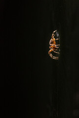 Spider and spider web with water drops