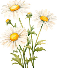 Watercolor daisy, hand painted floral illustration, white flowers isolated on a white background.