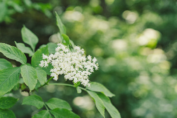 Elder flowers in garden. Sambucus nigra. Elder, black elder flowers. Alternative medicine