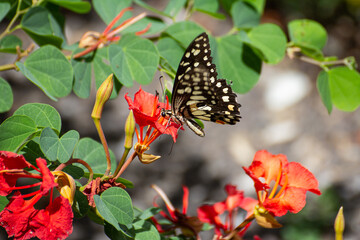 
Butterflies do sniffing colorful flowers.