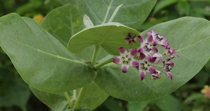 Calotropis procera flower closeup.