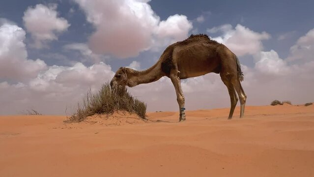 Dromedary camel with tied front legs eating grass from desert bush on cloudy day. Low angle