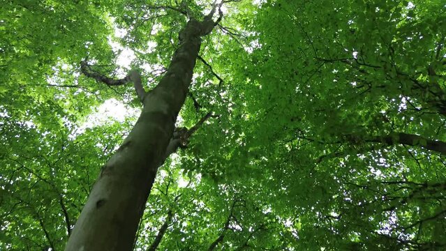 4k30p drone aerial view forest tree trunk growth going up to sky above