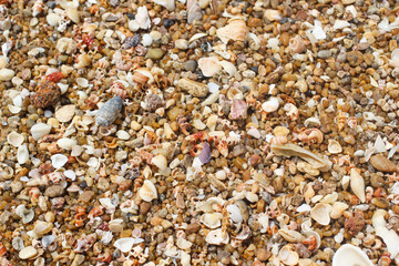 close-up of sea sand and seashell background