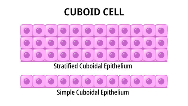 Cuboid Cell - Simple Cuboidal Epithelium - Stratified Cuboidal Epithelium - Medical Vector Illustration	