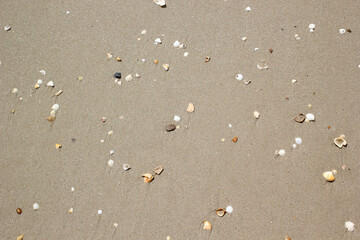 Shells on the beach