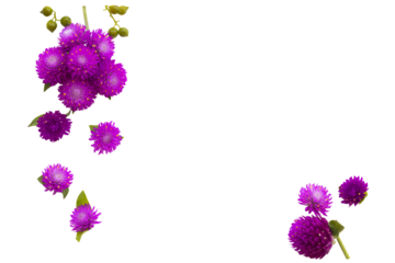 purple flowers globe amaranth local flora arrangement flat lay postcard style 