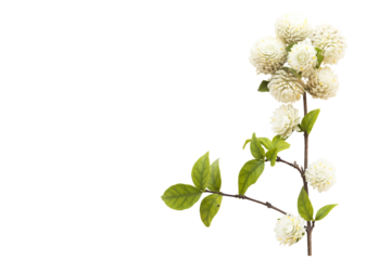 white flowers globe amaranth local flora arrangement flat lay postcard style 