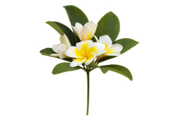 yellow flowers frangipani local flora arrangement flat lay postcard style 