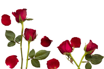 red rose flowers arrangement flat lay postcard style 