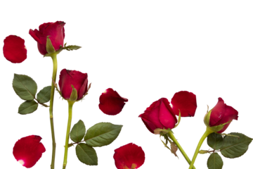 red rose flowers arrangement flat lay postcard style 