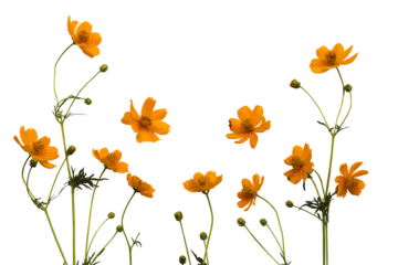 Rolgordijnen orange flowers cosmos arrangement flat lay postcard style  © phenphayom