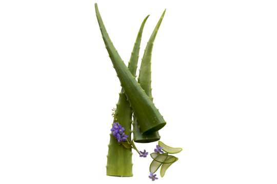 aloe vera herbal vegetation of asia for health care arrangement flat lay style 