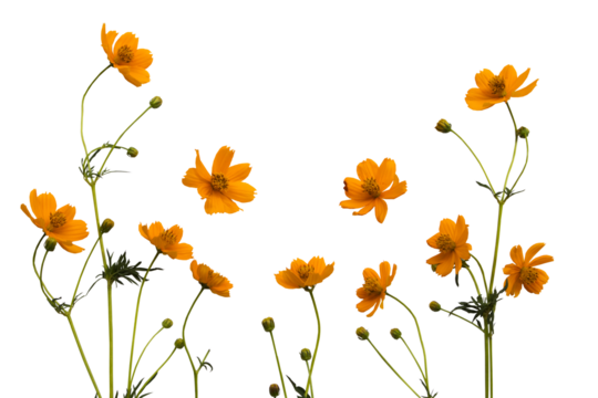 orange flowers cosmos arrangement flat lay postcard style 