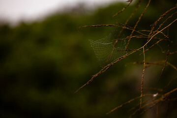 Spider and spider web with water drops