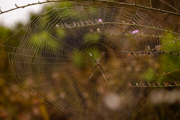 Spider and spider web with water drops