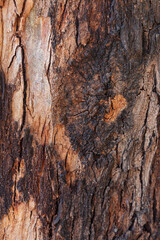 Obraz premium bark of a tree close up