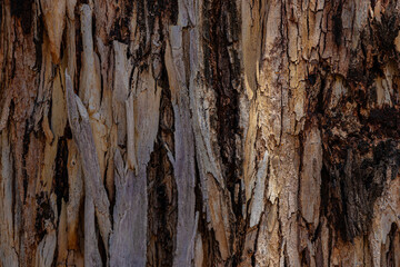  bark of a tree close up