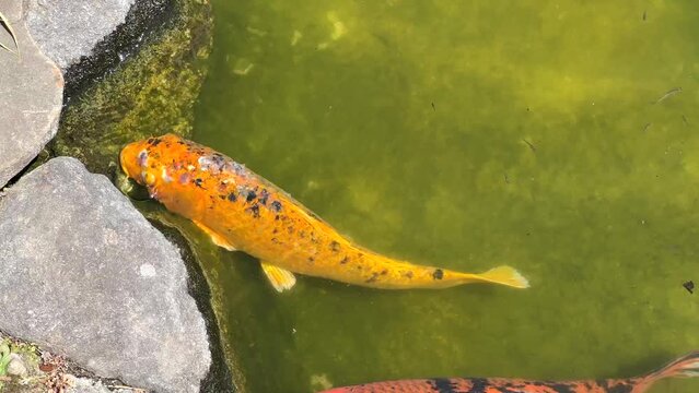 4K HD video of Koi or nishikigoi, a variety of Amur carp in outdoor koi pond, murky green water from overgrowth of algae. Fish appears to be eating from algae growing on the rocks.
