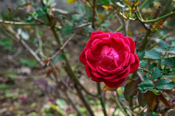 Bright crimson red rose bud in early blooming stage                             