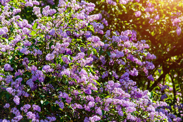 Pink lilac blooms in the Botanical garden
