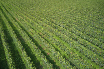 Fototapeta na wymiar Green vineyard plantation view from above. Even rows of vineyards aerial view. Rows of plantation vineyards, Italy.