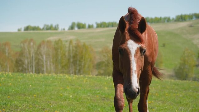 Curious horse with white blaze comes to camera on green pasture closeup slow motion. Interested equine animal sniffs lens at walking on hilly pasture