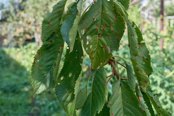 Cherry leaves are eaten by caterpillars and become sick.