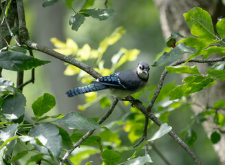 blue jay